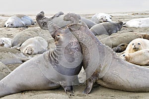 Two male elephant seals competing for females