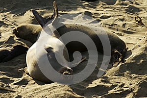 Two elephant seal females enjoying themselves on a sandy shore