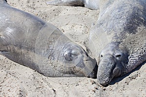 Two elephant seals at the californian coast