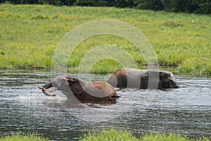 Two elephant splashing in water (Republic of the Congo)