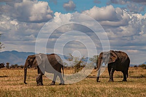 Two elephant in Tarangire National Park