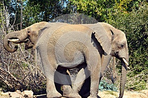 Two elephants