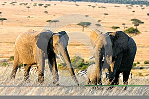 Two Elephants in Africa