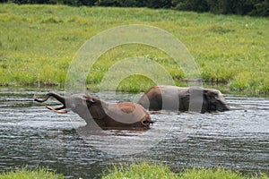 Two elephants bathing in the river Republic of the Congo photo