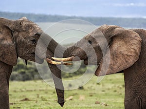 Two elephants being affectionate sniffing with trunk on face