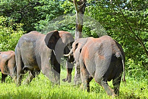 Two elephants charging each other