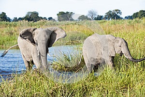 Two elephants coming out of the water