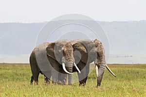 Two elephants communicate. Crater NgoroNgoro, Tanzania