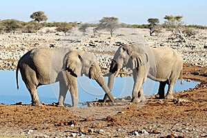 Two elephants crossing their trunks at Okaukuejo Waterhole