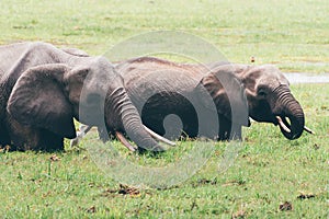 Two elephants drink water from a swamp in Amboseli National Park Kenya Africa