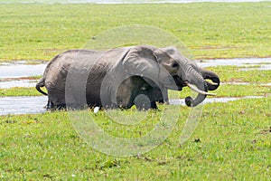 Two elephants drink water from a swamp in Amboseli National Park Kenya Africa