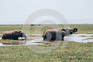 Two elephants drink water from a swamp in Amboseli National Park Kenya Africa