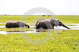 Two elephants drink water from a swamp in Amboseli National Park Kenya Africa