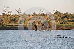 Two elephants drinking at a water hole, Kruger National Park, South Africa