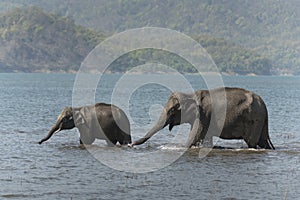 Two Elephants Drinking water in Ramganga River