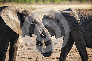 Two elephants drinking at waterhole