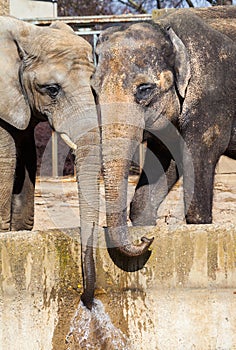 Two elephants drinks water