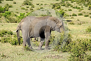 Two elephants eating bushes in Kenya, Africa.