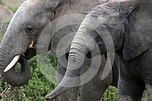 Two elephants feeding in addo park,south africa