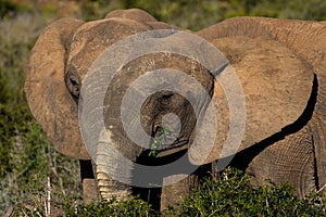 Two elephants feeding together