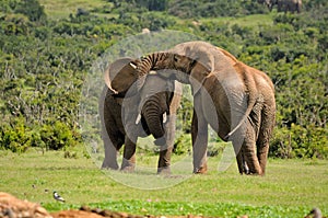 Two Elephants fighting, Addo Elephant National park, South Africa