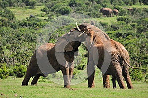 Two Elephants fighting, Addo, South Afric