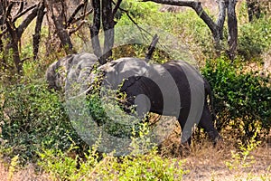 Two elephants fighting for the female. Lake Manyara national park, Tanzania