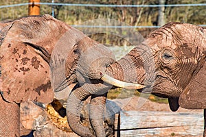 Two elephants fighting