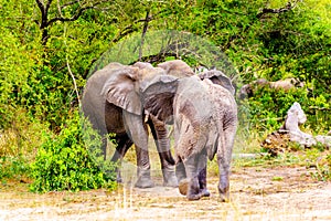 Two Elephants fighting at Olifantdrinkgat, a watering hole near Skukuza Rest Camp, in Kruger National Park