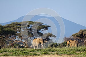 Two elephants in front of Mt Kilimanjaro