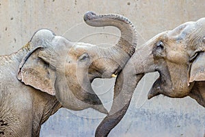 Two elephants