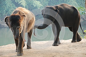 Two elephants go swinging their trunks and smiling at you