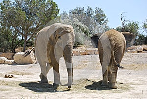 Two elephants are going in the wild Africa safari