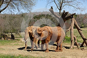 Two Elephants Graze on Acres of Land at a Zoo