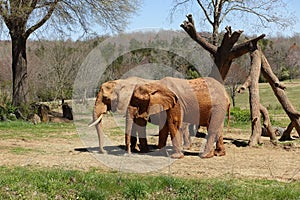 Two Elephants Grazing Outside on Acres of Land at a Zoo