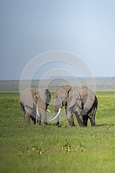 Two elephants grazing together at  Amboseli National Park, Kenya