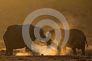 Two elephants greeting each other in dusty African bush