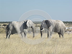 Two elephants having a stare down