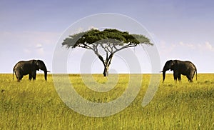 Two Elephants Isolated Acacia Tree African Savannah Serengeti Tanzania