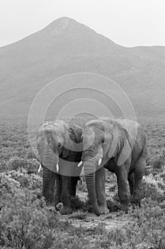 Two elephants landscape