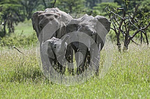 Two elephants,  or loxodonta africana, with baby elephant who has trunk up