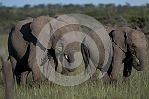 Two elephants, loxodonta africana , eating lush green grass