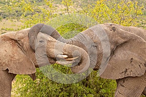 Two elephants  Loxodonta Africana embracing, Pilanesberg National Park, South Africa.