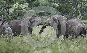 Two elephants,  or loxodonta africana, facing each other with ivory tusks locked