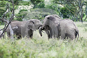 Two elephants,  or loxodonta africana, facing each other with trunks curled together