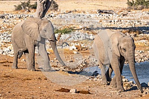 Two elephants  Loxodonta Africana walking towards the Okaukuejo waterhole, Etosha National Park, Namibia.