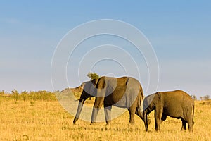 Two elephants in Masai Mara
