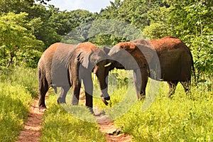 Two elephants play fighting