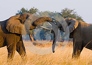 Two elephants playing with each other. Zambia. Lower Zambezi National Park.