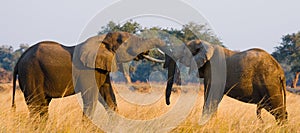 Two elephants playing with each other. Zambia. Lower Zambezi National Park.